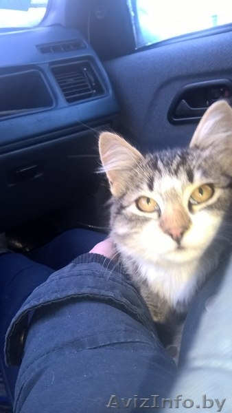 Отдам котёнка в заботливые руки - Изображение #1, Объявление #1507878