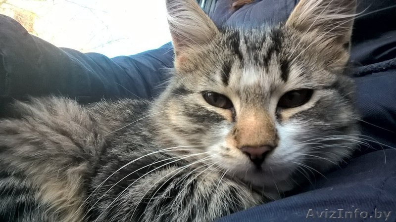 Отдам котёнка в заботливые руки - Изображение #2, Объявление #1507878