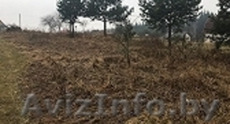 Продам 2 дачных участка с.т. Кальники Смолевичского района - Изображение #2, Объявление #1526507